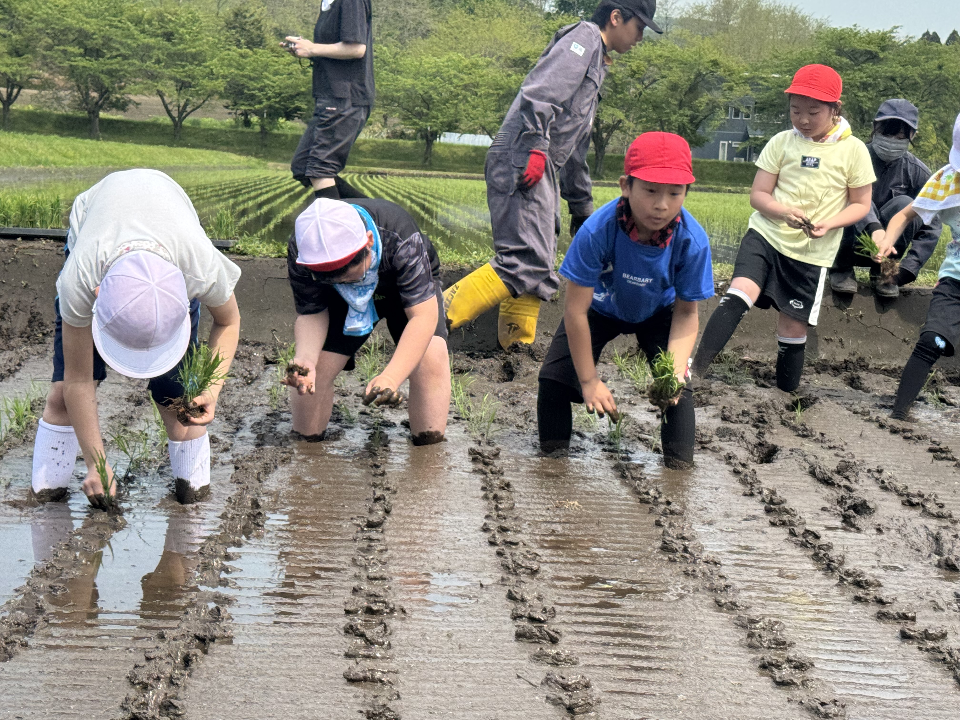 田植え体験.JPG