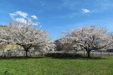 桜.JPG