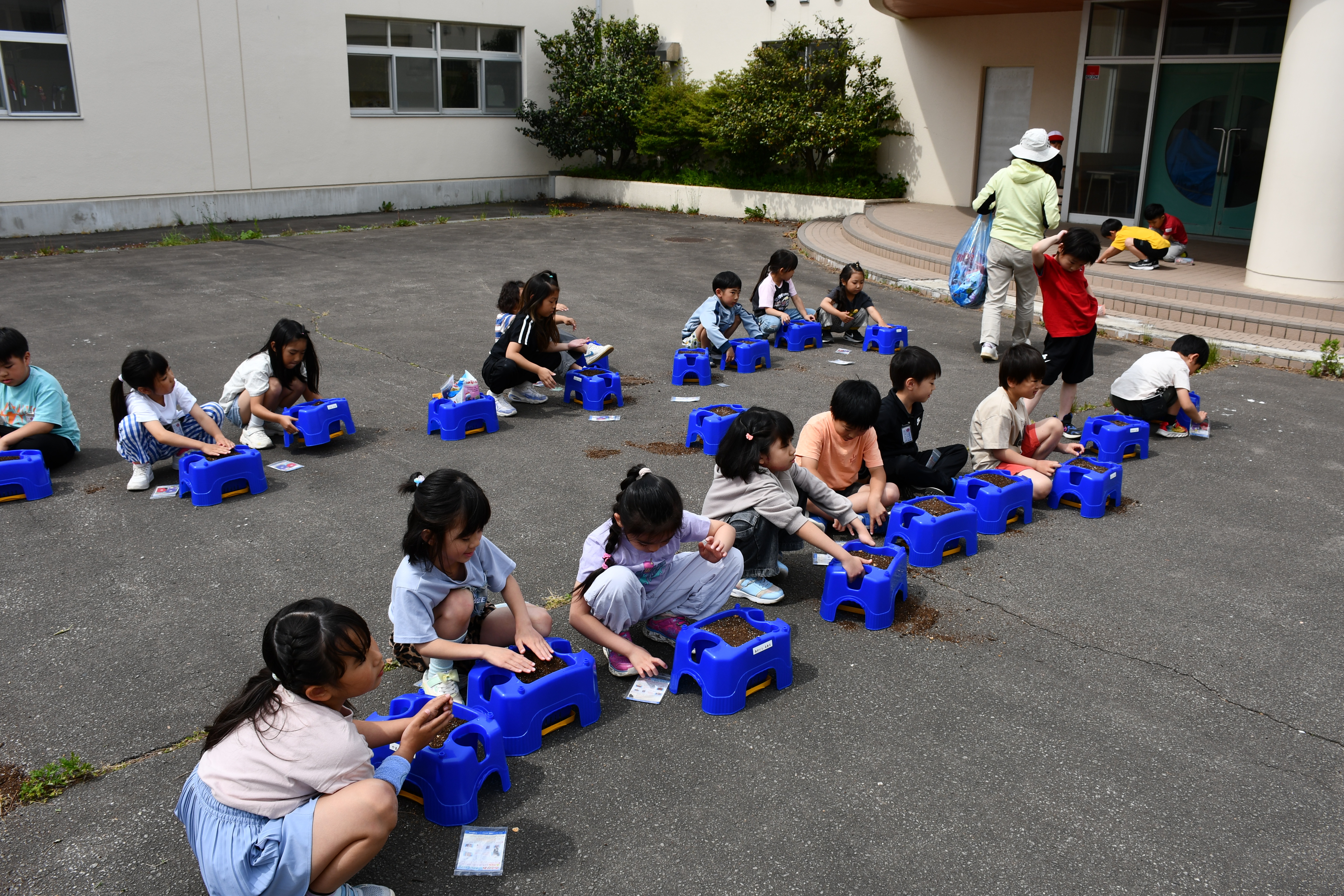 1年生 あさがお.JPG